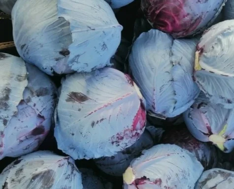 Продажа червоноголовой капусты - фото № 1