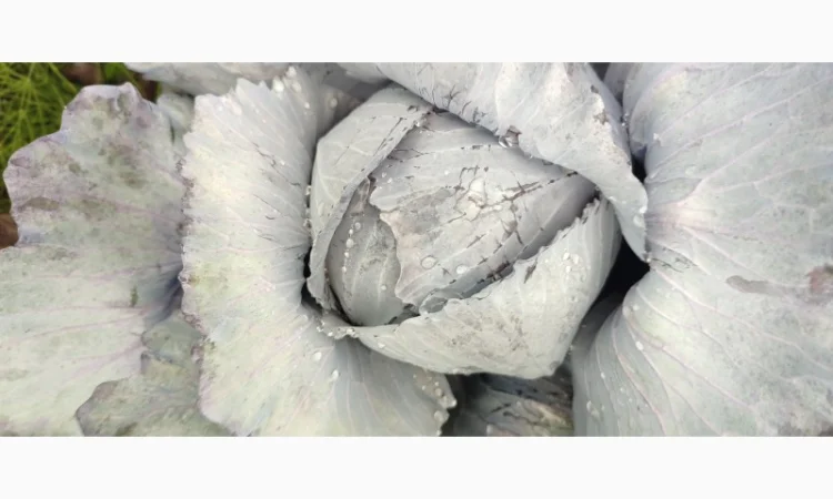 Продажа червоноголовой капусты - фото № 3