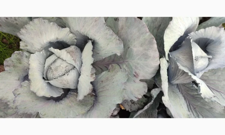 Продажа червоноголовой капусты - фото № 4