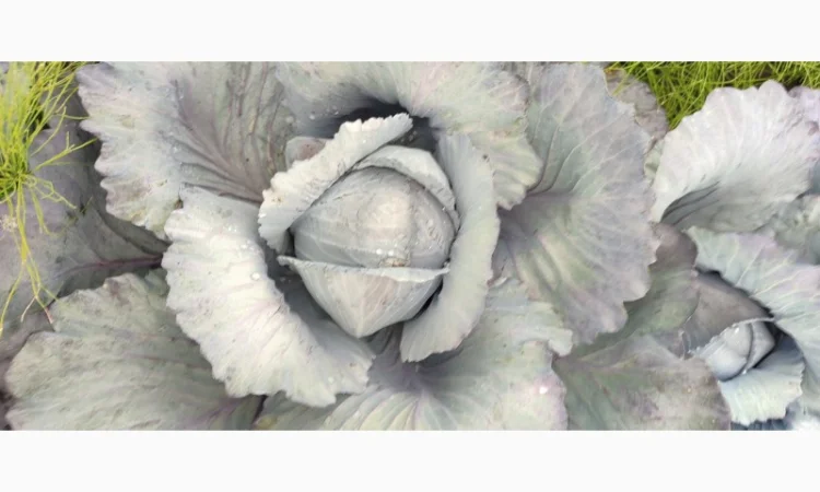 Продажа червоноголовой капусты - фото № 5