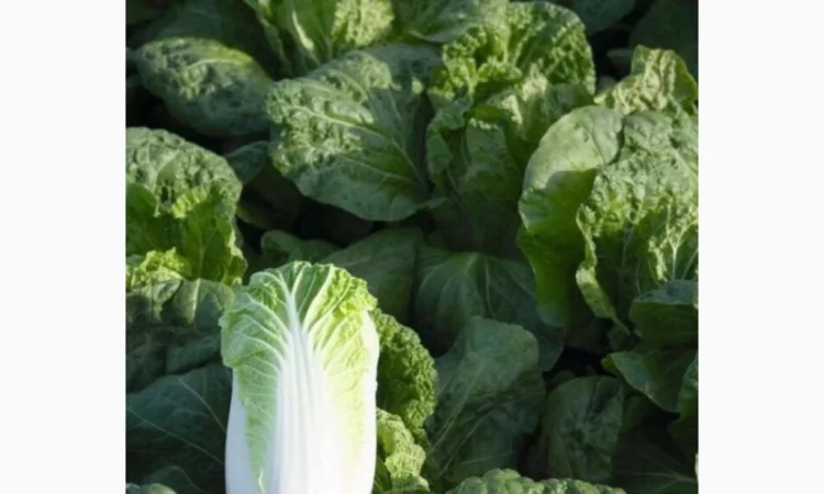 Пекінська капуста Білко F1 на продаж - фото № 1