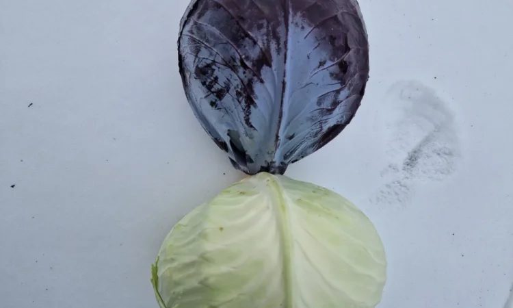 Продажа капусти сорту Агресор - фото № 1