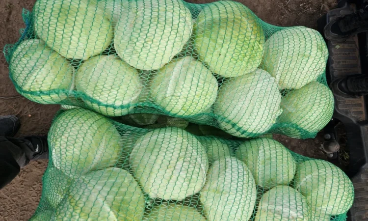 Продажа капусти сорту Агресор - фото № 2