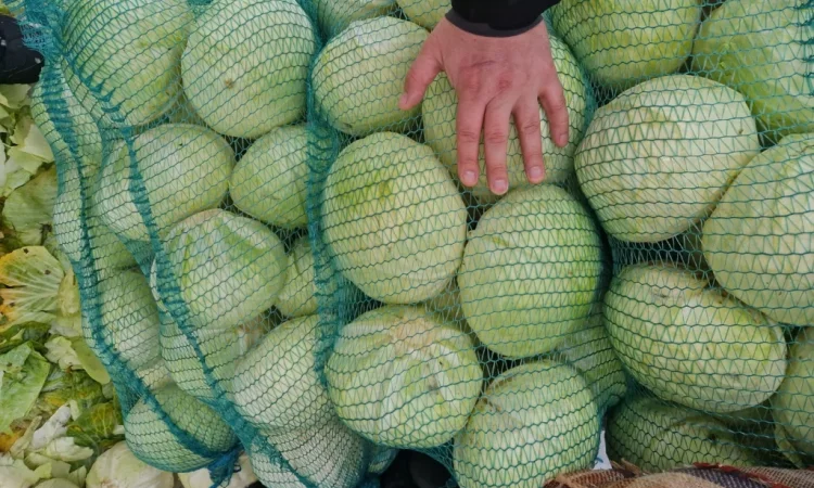 Продажа капусти сорту Агресор - фото № 3