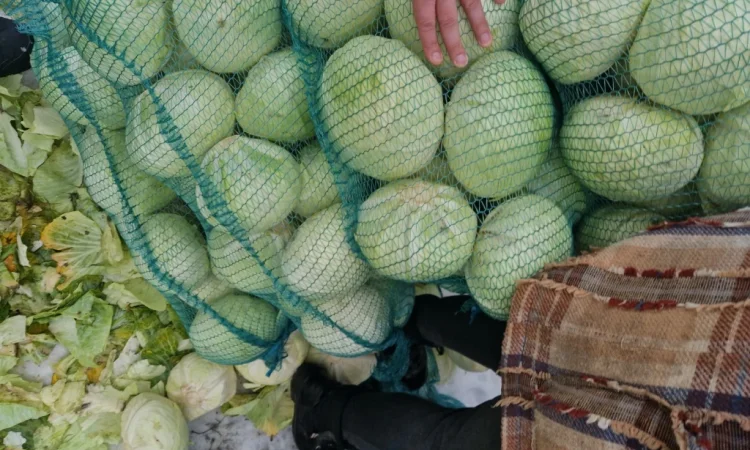 Продажа капусти сорту Агресор - фото № 4