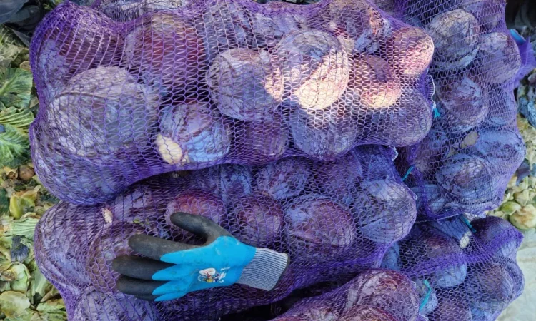 Продажа капусти сорту Агресор - фото № 5