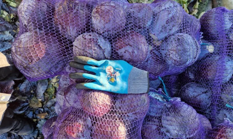 Продажа капусти сорту Агресор - фото № 6