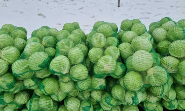 Продажа капусти сорту Агресор - фото № 7