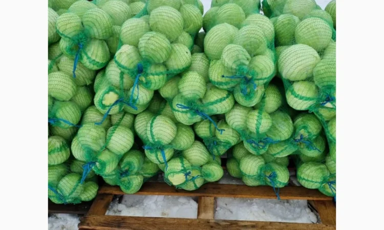 Продажа капусти сорту Агресор - фото № 8