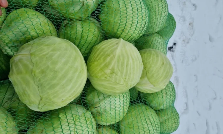 Продажа капусти сорту Агресор - фото № 9