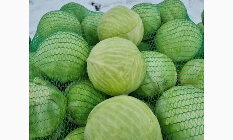 Продажа капусти сорту Агресор - фото № 10