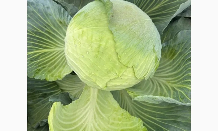 Капуста Агресор вагою від 1.5 до 3 кг - фото № 1