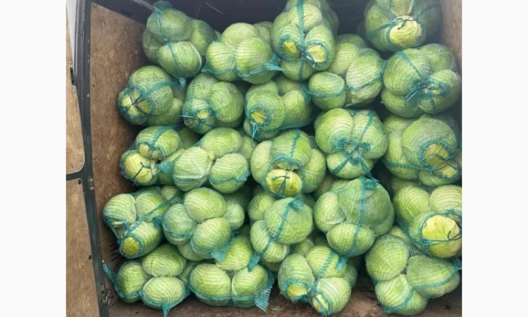 Капуста Агресор вагою від 1.5 до 3 кг - фото № 2