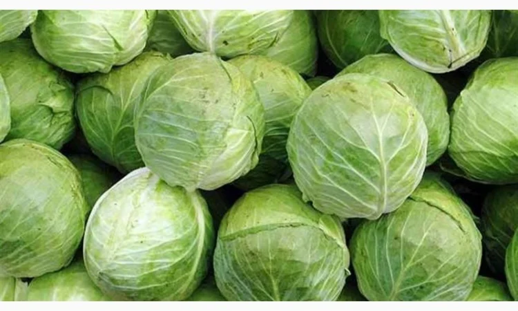 Покупка капусти на постійній основі - фото № 1