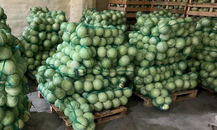 Капуста сорт Зенон оптом - фото № 1