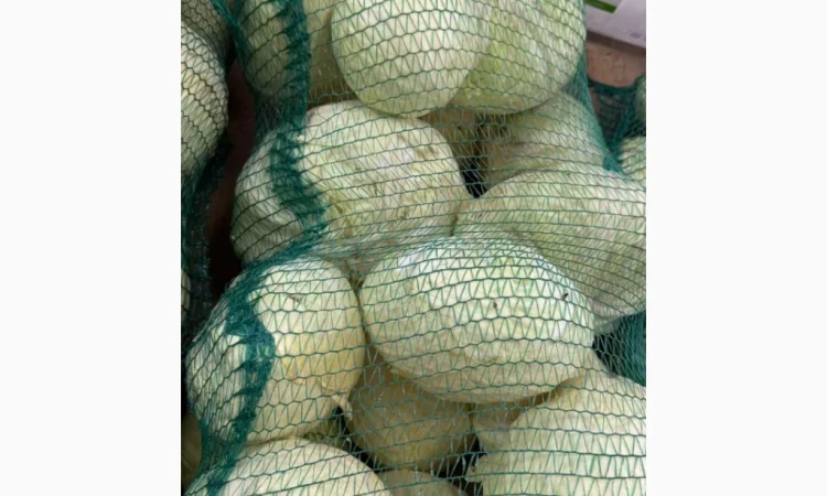 Капуста на продаж - фото № 1