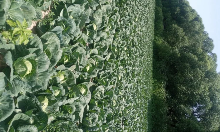 Капуста Фарао, Болікор, Лема на продажу - фото № 1