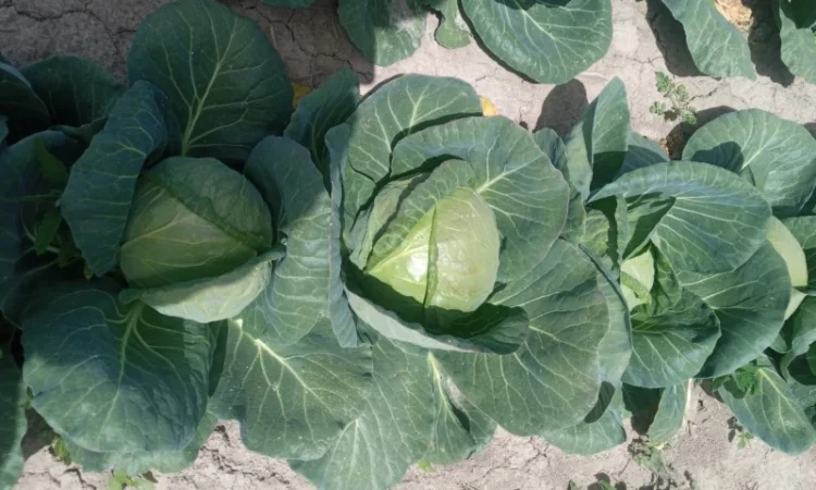 Капуста Фарао, Болікор, Лема на продажу - фото № 2