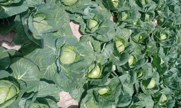 Капуста Фарао, Болікор, Лема на продажу - фото № 3