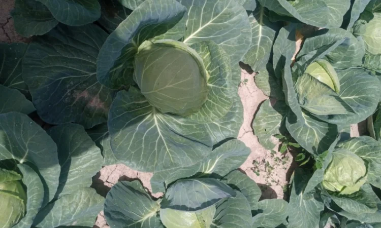 Капуста Фарао, Болікор, Лема на продажу - фото № 5