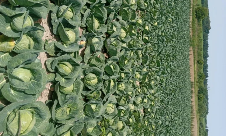 Капуста Фарао, Болікор, Лема на продажу - фото № 6