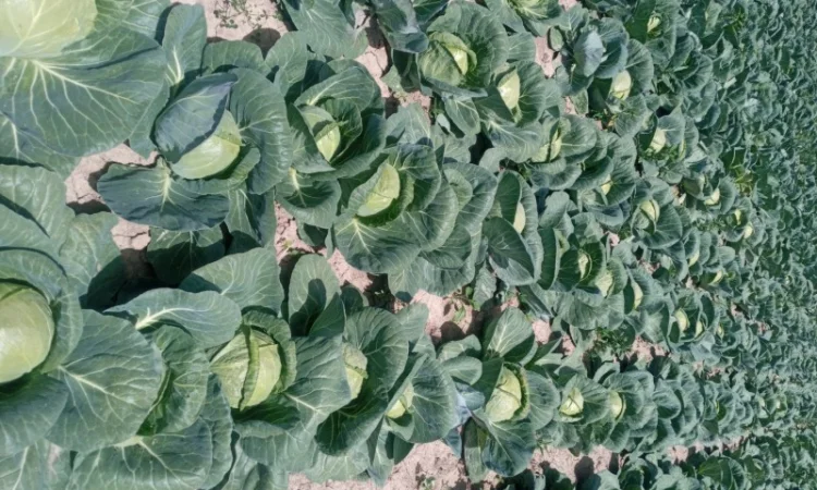 Капуста Фарао, Болікор, Лема на продажу - фото № 7