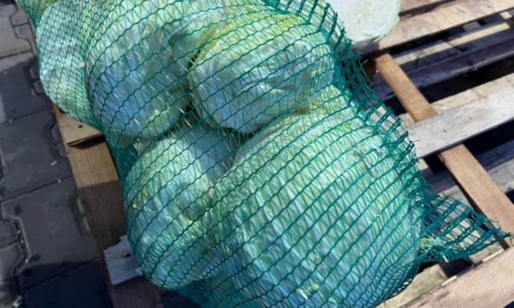 Капуста белокочанная - фото № 2