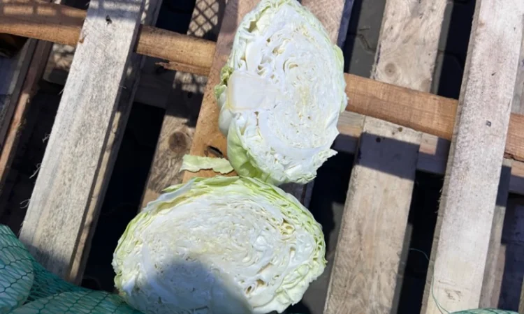 Капуста белокочанная - фото № 3