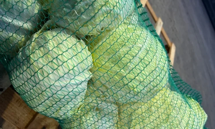 Капуста белокочанная - фото № 4