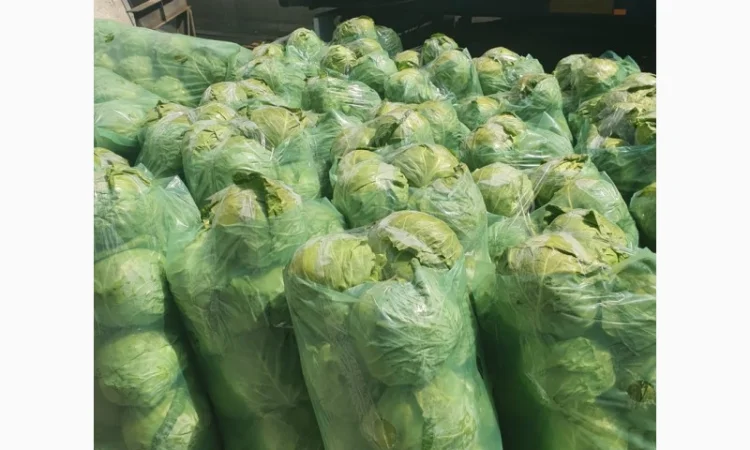 Капуста молодая - фото № 2