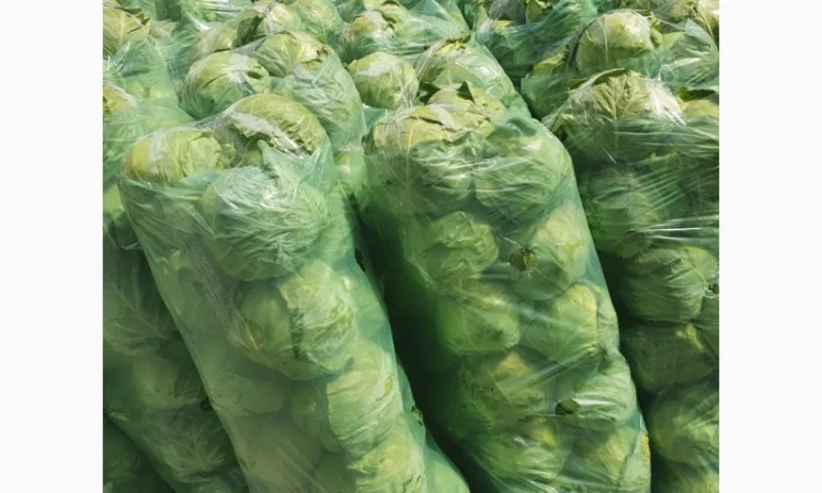 Капуста молодая - фото № 3