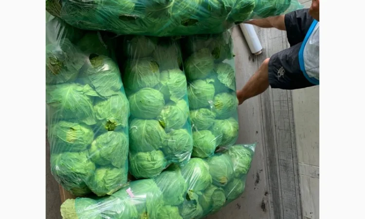 Капуста молодая - фото № 4