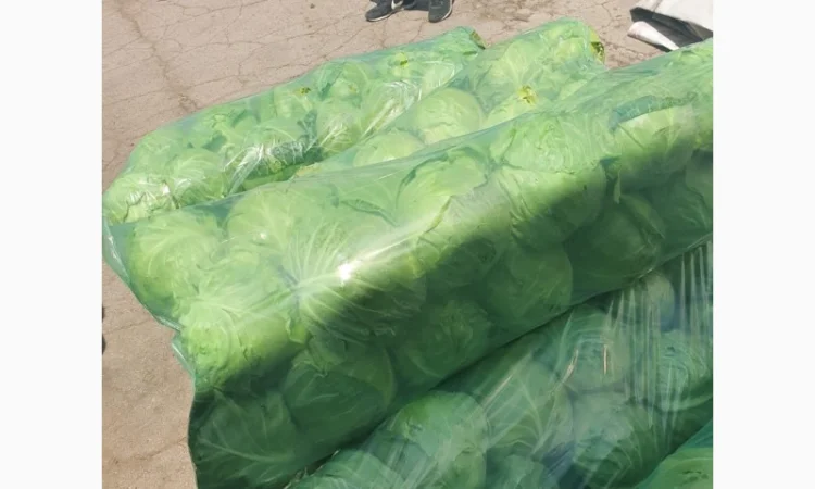 Капуста молодая - фото № 6