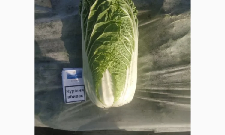 Пекинская капуста - фото № 1