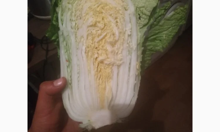 Пекинская капуста - фото № 2