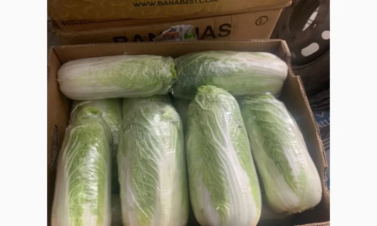 Пекинская капуста - фото № 6