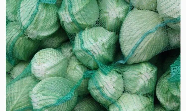 Капуста - фото № 1