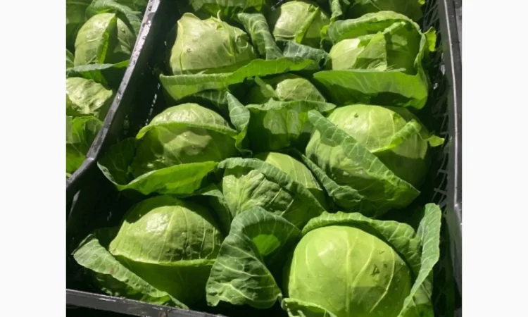 Капуста молодая (Македония) - фото № 11