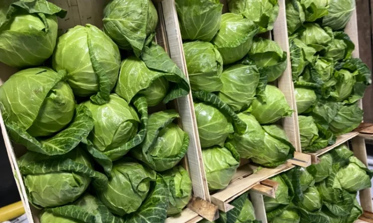 Капуста молодая (Македония) - фото № 10