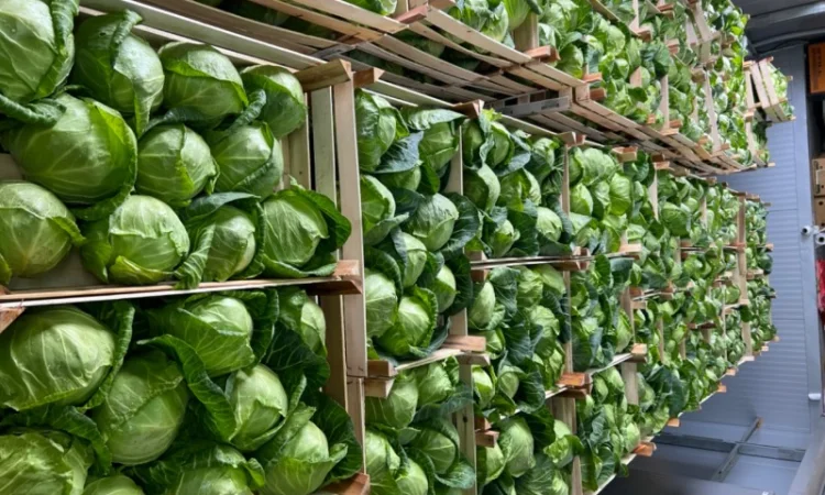 Капуста молодая (Македония) - фото № 9