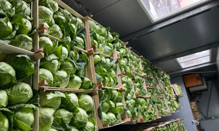 Капуста молодая (Македония) - фото № 8