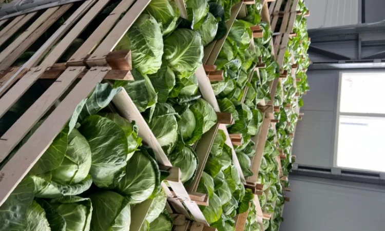 Капуста молодая (Македония) - фото № 7