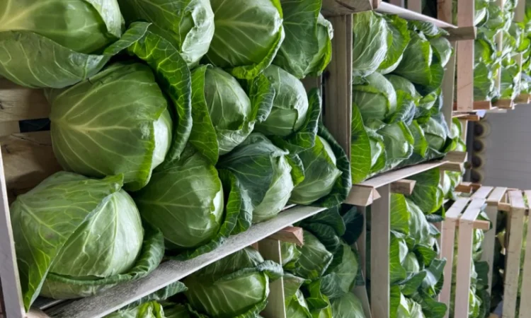 Капуста молодая (Македония) - фото № 6