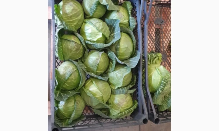 Капуста молодая (Македония) - фото № 1