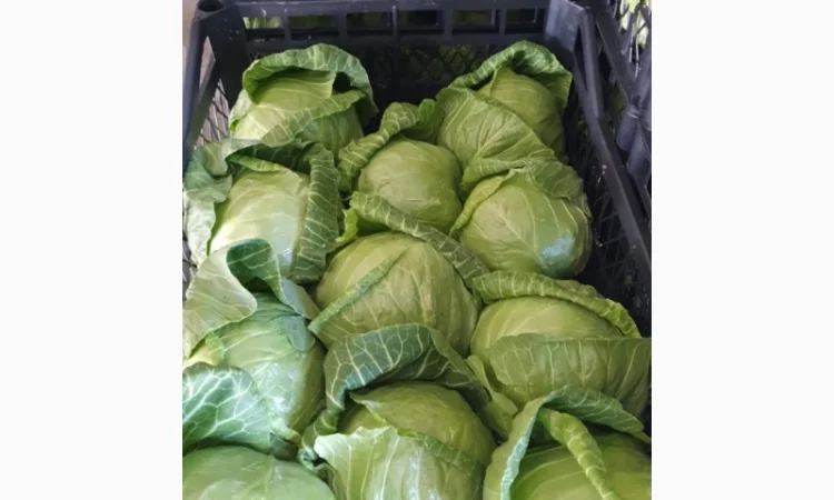 Капуста молодая (Македония) - фото № 18