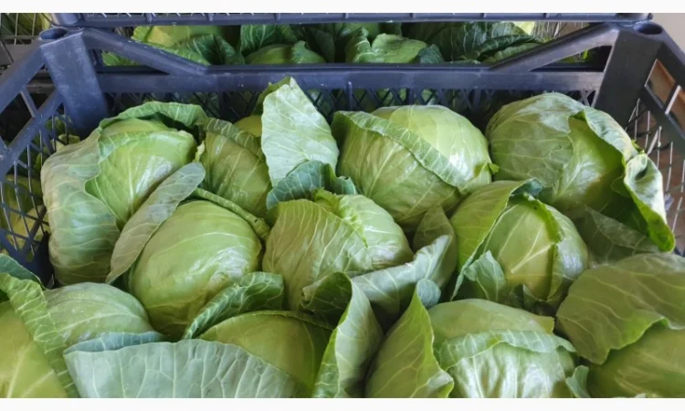 Капуста молодая (Македония) - фото № 17