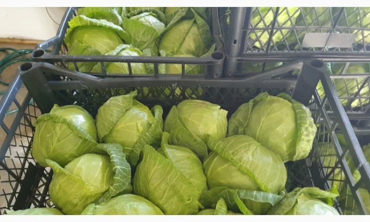 Капуста молодая (Македония) - фото № 16