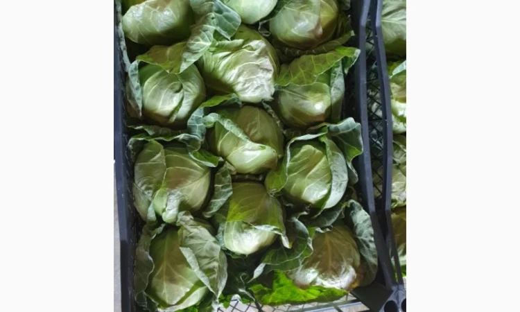 Капуста молодая (Македония) - фото № 15