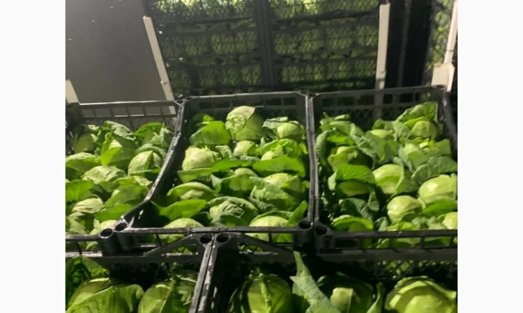 Капуста молодая (Македония) - фото № 13