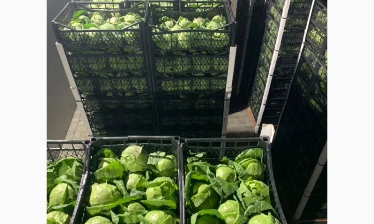 Капуста молодая (Македония) - фото № 12